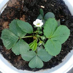 Rare Milk Strawberry Seeds – White Strawberry Variety (Pack of 20) + Free Plant Growth Serum