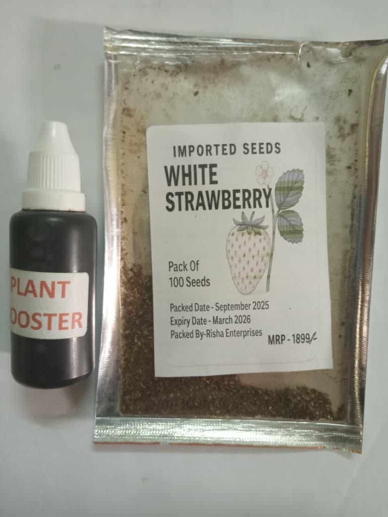 Rare Milk Strawberry Seeds – White Strawberry Variety (Pack of 20) + Free Plant Growth Serum