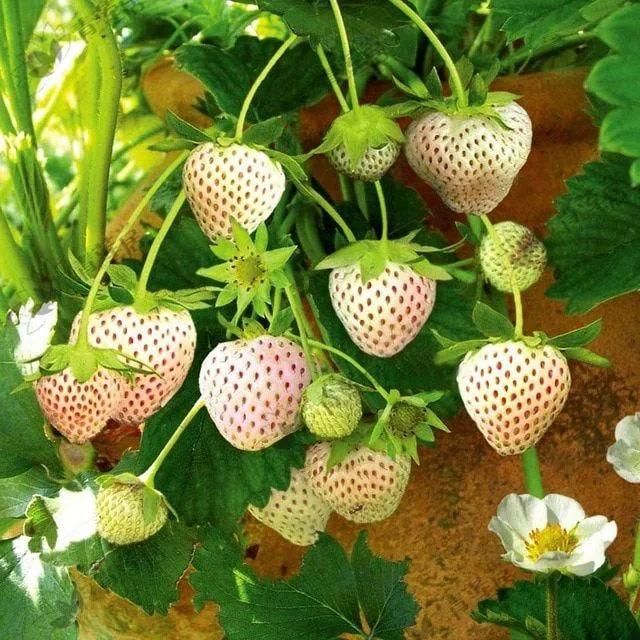 Rare Milk Strawberry Seeds – White Strawberry Variety (Pack of 20) + Free Plant Growth Serum