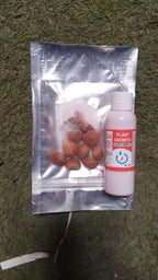 Banana Seeds for Home Gardening – Tropical Fruit Plant Seeds