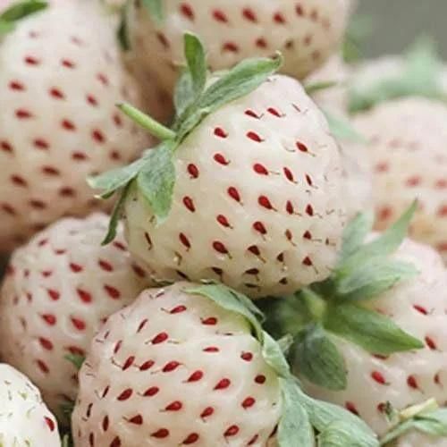 Rare Milk Strawberry Seeds – White Strawberry Variety (Pack of 20) + Free Plant Growth Serum