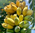 Banana Seeds for Home Gardening – Tropical Fruit Plant Seeds