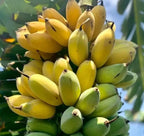 Banana Seeds for Home Gardening – Tropical Fruit Plant Seeds