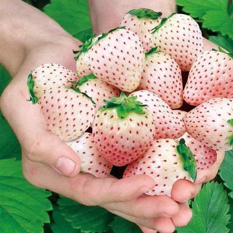 Rare Milk Strawberry Seeds – White Strawberry Variety (Pack of 20) + Free Plant Growth Serum