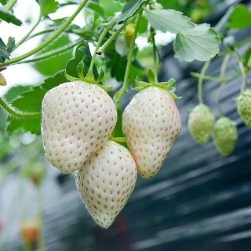 Rare Milk Strawberry Seeds – White Strawberry Variety (Pack of 20) + Free Plant Growth Serum