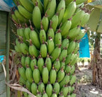 Banana Seeds for Home Gardening – Tropical Fruit Plant Seeds