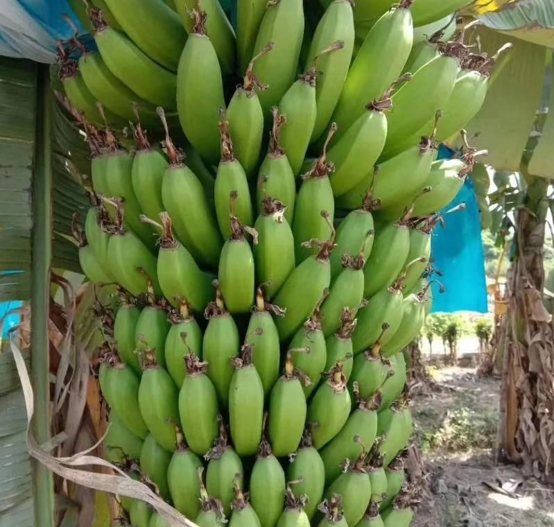 Banana Seeds for Home Gardening – Tropical Fruit Plant Seeds