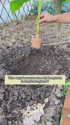 Banana Seeds for Home Gardening – Tropical Fruit Plant Seeds